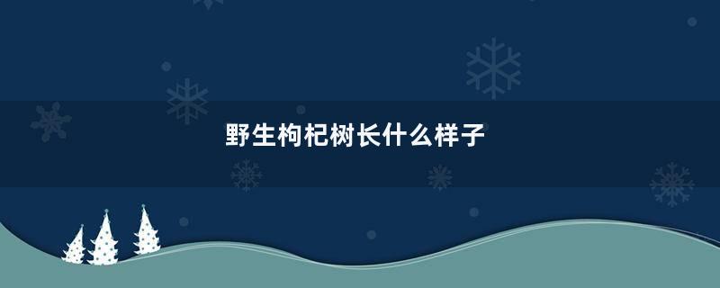 野生枸杞树长什么样子