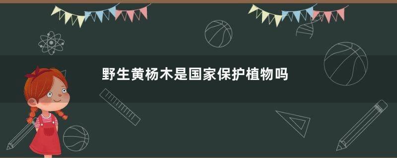 野生黄杨木是国家保护植物吗