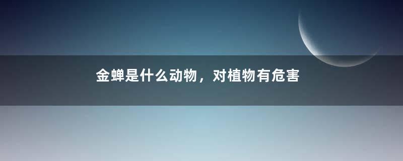 金蝉是什么动物，对植物有危害吗
