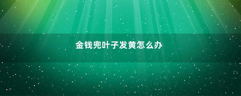 金钱兜叶子发黄怎么办
