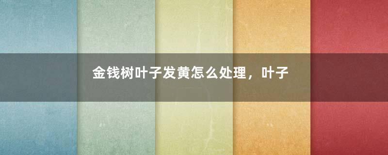 金钱树叶子发黄怎么处理，叶子发黄咋补救