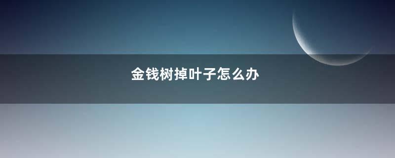 金钱树掉叶子怎么办
