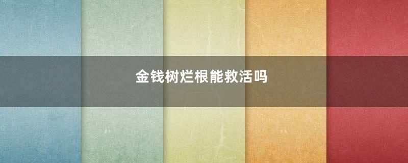 金钱树烂根能救活吗