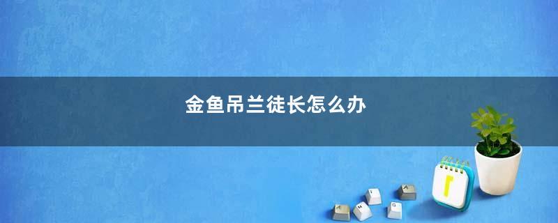 金鱼吊兰徒长怎么办