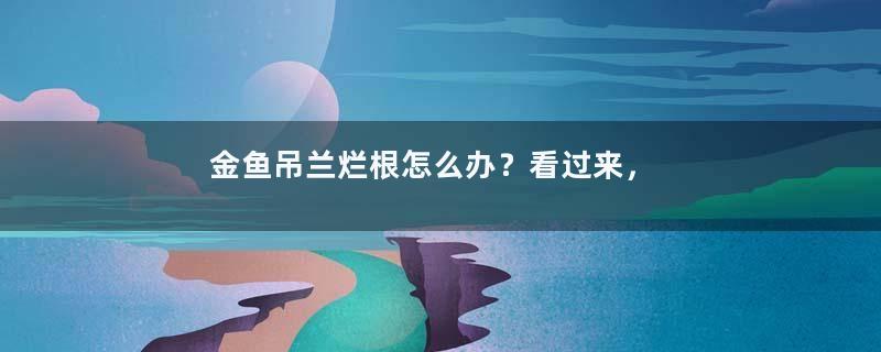 金鱼吊兰烂根怎么办？看过来，解决方法在这里！