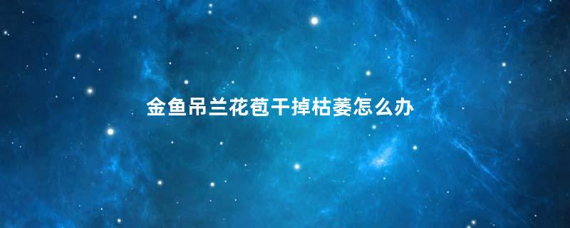 金鱼吊兰花苞干掉枯萎怎么办
