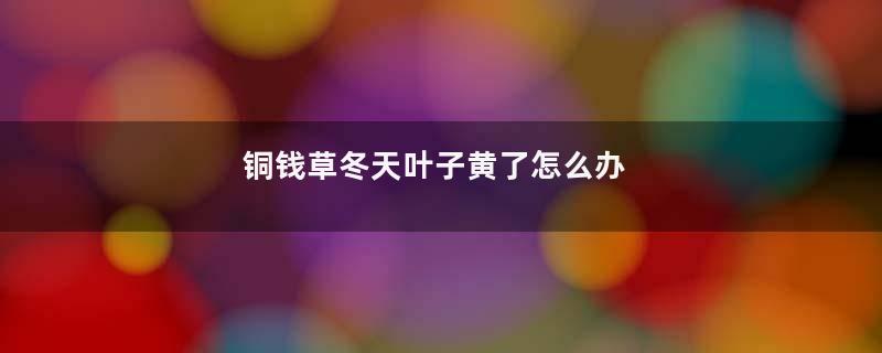 铜钱草冬天叶子黄了怎么办
