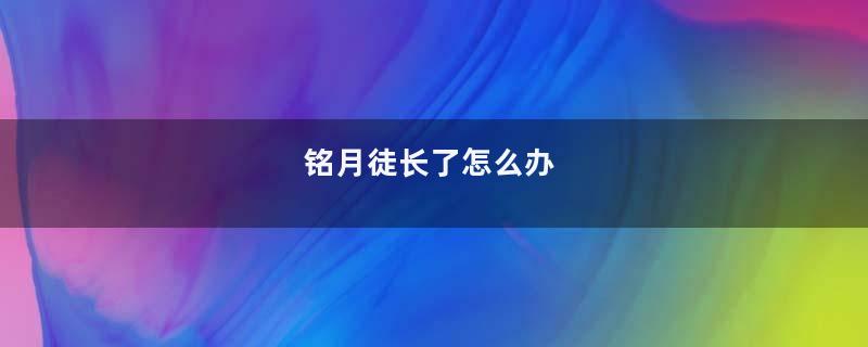 铭月徒长了怎么办