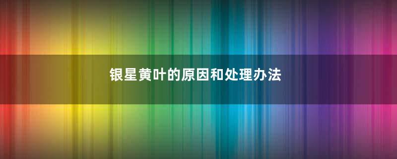 银星黄叶的原因和处理办法