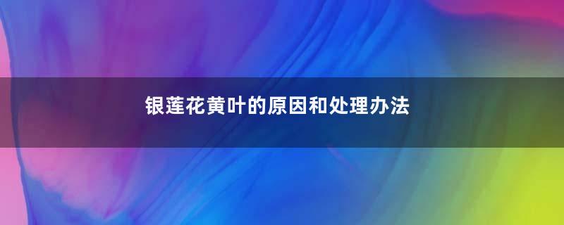 银莲花黄叶的原因和处理办法