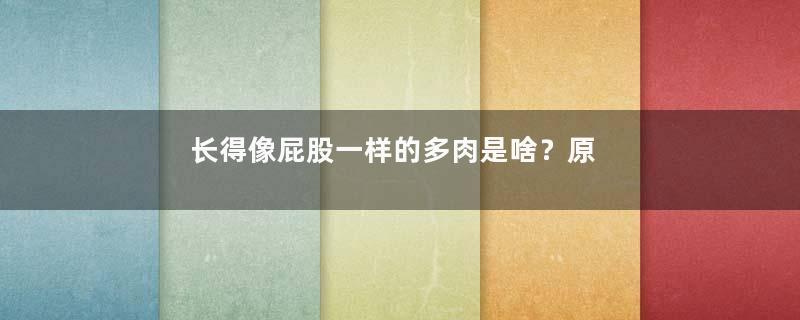 长得像屁股一样的多肉是啥？原来生石花也叫做屁股花！