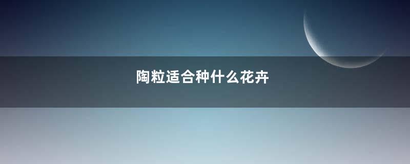 陶粒适合种什么花卉