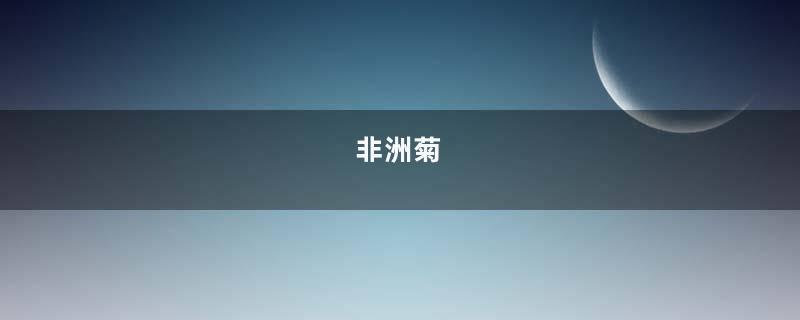 非洲菊