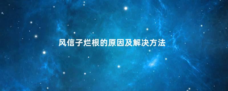 风信子烂根的原因及解决方法