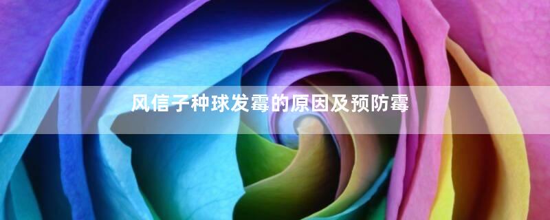 风信子种球发霉的原因及预防霉变的方法