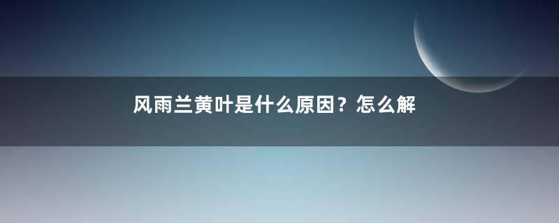 风雨兰黄叶是什么原因？怎么解决？
