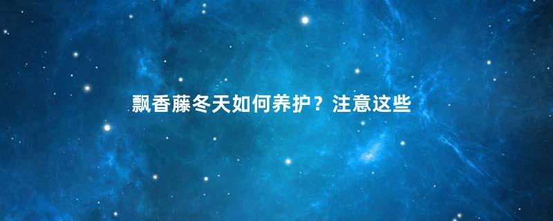 飘香藤冬天如何养护？注意这些养护细节，春天才能看花！