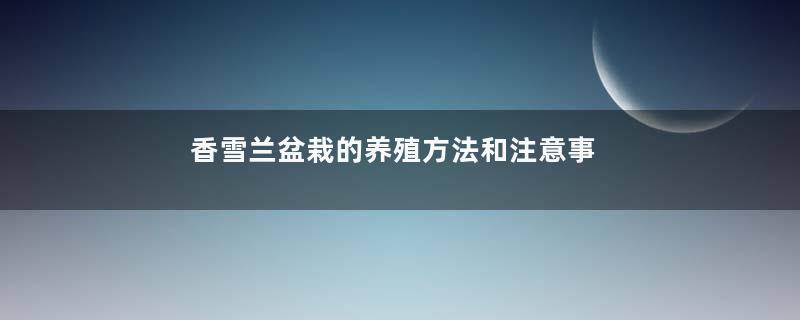 香雪兰盆栽的养殖方法和注意事项