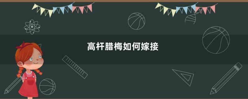 高杆腊梅如何嫁接