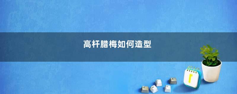 高杆腊梅如何造型