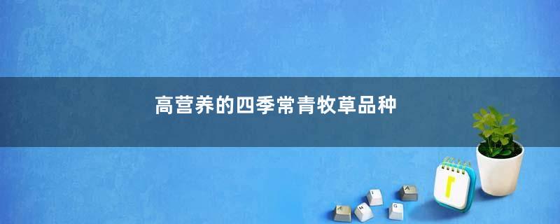 高营养的四季常青牧草品种