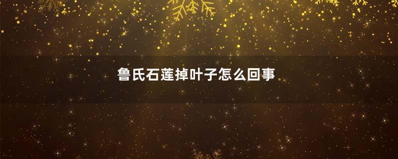 鲁氏石莲掉叶子怎么回事