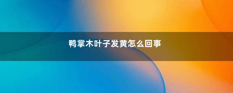 鸭掌木叶子发黄怎么回事