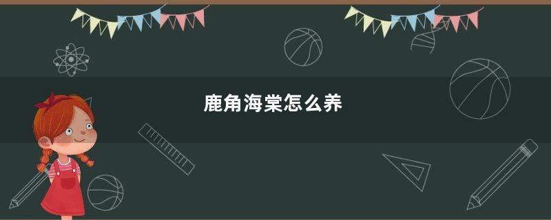 鹿角海棠怎么养