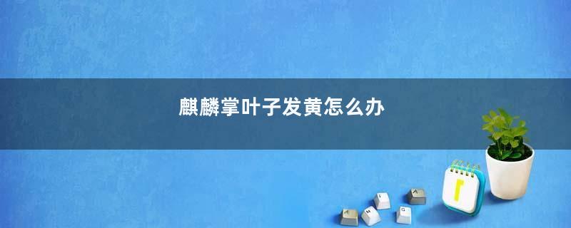 麒麟掌叶子发黄怎么办