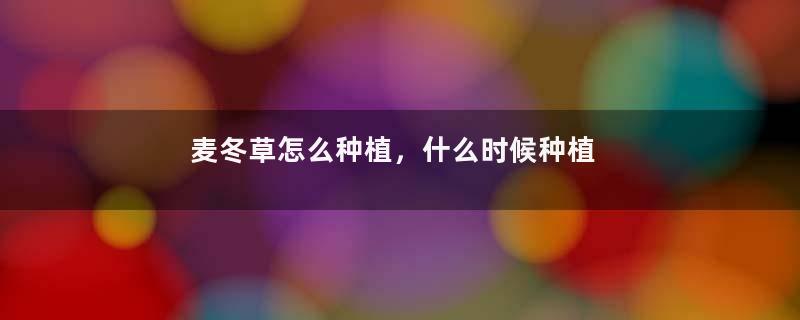 麦冬草怎么种植，什么时候种植