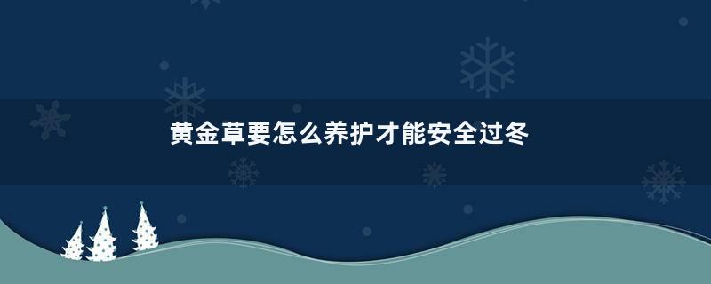 黄金草要怎么养护才能安全过冬？