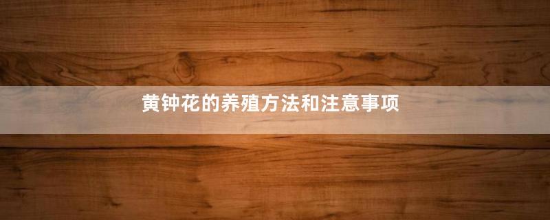 黄钟花的养殖方法和注意事项