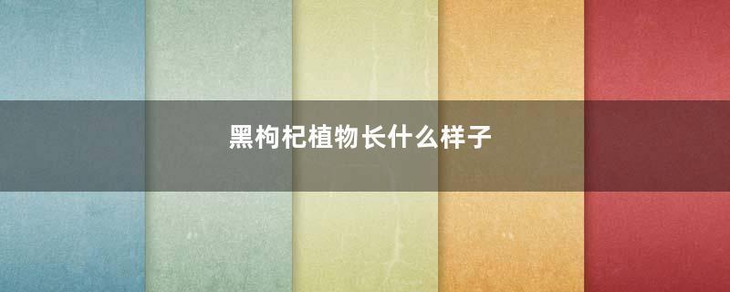 黑枸杞植物长什么样子