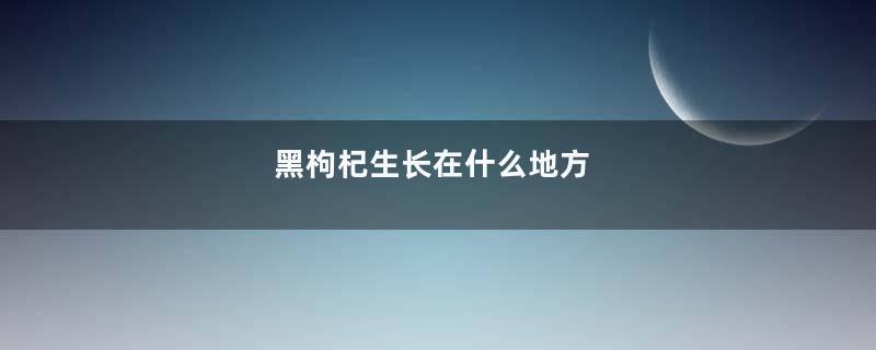 黑枸杞生长在什么地方