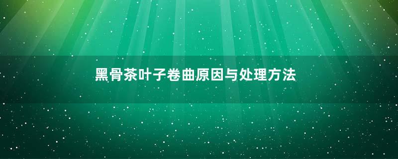 黑骨茶叶子卷曲原因与处理方法