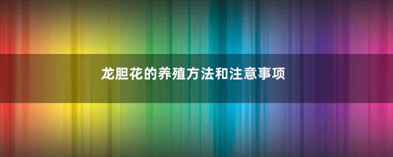 龙胆花的养殖方法和注意事项